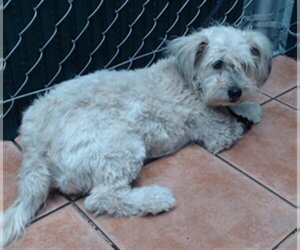 Maltese-Unknown Mix Dogs for adoption in Downey, CA, USA