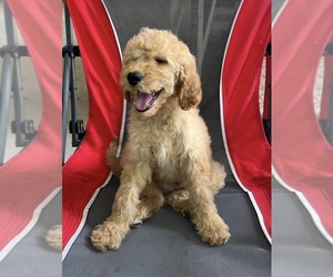 Goldendoodle (Miniature) Puppy for sale in BUSHNELL, FL, USA