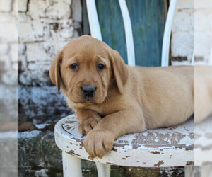 Labrador Retriever Puppy for sale in MOHNTON, PA, USA
