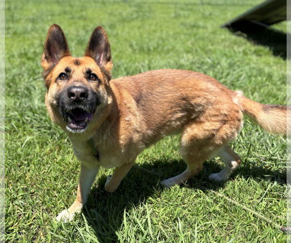 Medium Photo #3 German Shepherd Dog Puppy For Sale in Virginia Beach, VA, USA