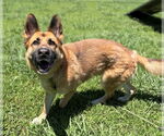 Small #2 German Shepherd Dog