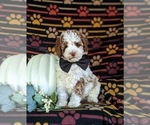 Small Photo #1 Poodle (Miniature) Puppy For Sale in BIRD IN HAND, PA, USA