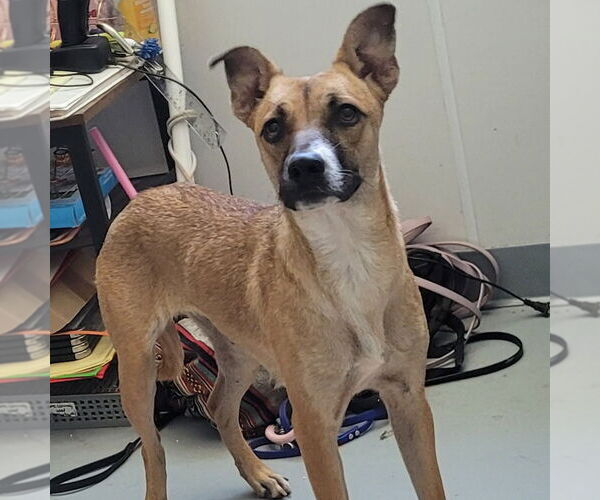 Medium Photo #1 Australian Kelpie Puppy For Sale in Chico, CA, USA