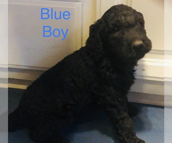 Medium Photo #4 Goldendoodle-Poodle (Standard) Mix Puppy For Sale in CLINTON, MO, USA