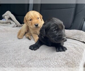 Golden Labrador Puppy for sale in COLORADO SPRINGS, CO, USA