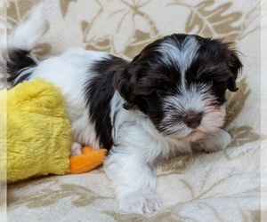 Havanese Puppy for Sale in POST FALLS, Idaho USA