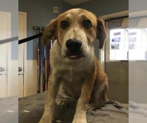 German Shepherd Dog-Unknown Mix Dogs for adoption in Riverside, CA, USA