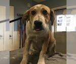 Small German Shepherd Dog Mix