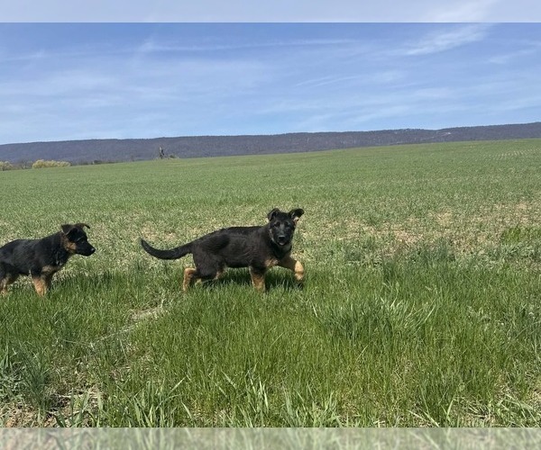 Medium Photo #3 German Shepherd Dog Puppy For Sale in NEWVILLE, PA, USA