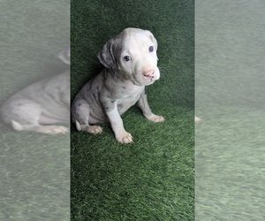 American Bully Puppy for sale in GROVETOWN, GA, USA