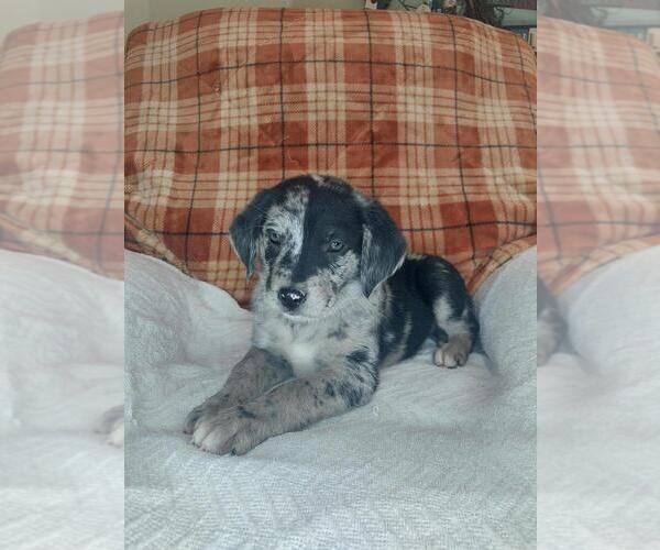 Medium Photo #4 Sheprador Puppy For Sale in LEWISBURG, KY, USA