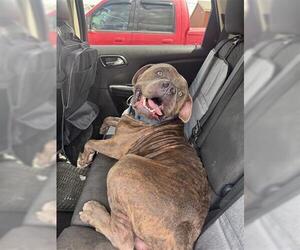 American Bulldog Dogs for adoption in Houston, TX, USA
