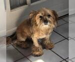 Small #1 Mutt