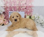 Puppy 7 Labradoodle