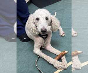 Poodle (Standard) Dogs for adoption in Silver Spring, MD, USA
