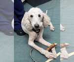 Dahly - Female Poodle (Standard) Dog for Adoption - Small photo