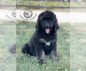 Goldendoodle Puppy for sale in MARYVILLE, MO, USA