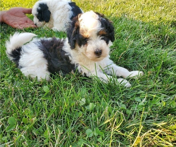 Medium Photo #15 Miniature Bernedoodle Puppy For Sale in LEETONIA, OH, USA