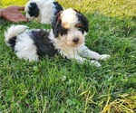 Small #14 Miniature Bernedoodle
