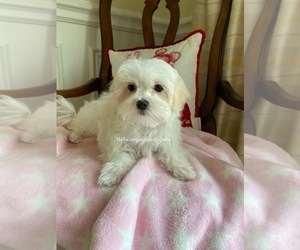 Medium Maltese-Poodle (Toy) Mix