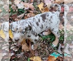 Small #4 Catahoula Leopard Dog