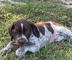 Small #3 German Shorthaired Pointer-German Wirehaired Pointer Mix