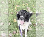 Small #2 Border Collie Mix