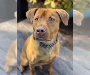 American Pit Bull Terrier-Australian Shepherd Mix Dogs for adoption in Aurora, OH, USA