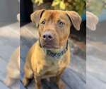 Small American Pit Bull Terrier-Australian Shepherd Mix