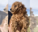 Puppy Puppy 3 Goldendoodle-Poodle (Miniature) Mix