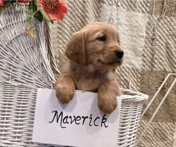 Medium Photo #3 Golden Retriever Puppy For Sale in OWEN, WI, USA