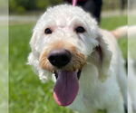 Small #4 Labradoodle