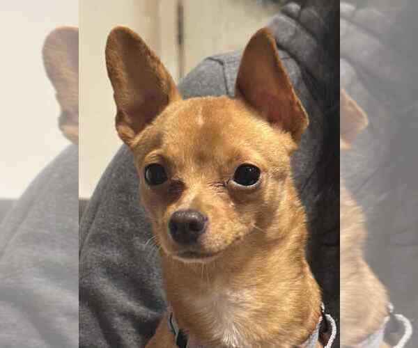 Medium Photo #3 Chihuahua-Unknown Mix Puppy For Sale in Springdale, PA, USA