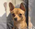 Small #2 Chihuahua Mix