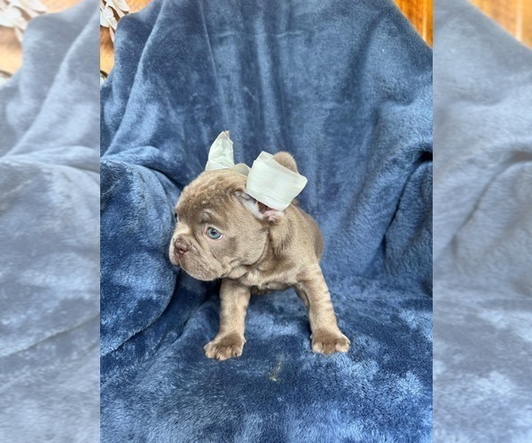 Medium Photo #4 French Bulldog Puppy For Sale in REVERE, MA, USA