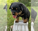Puppy Zander Rottweiler