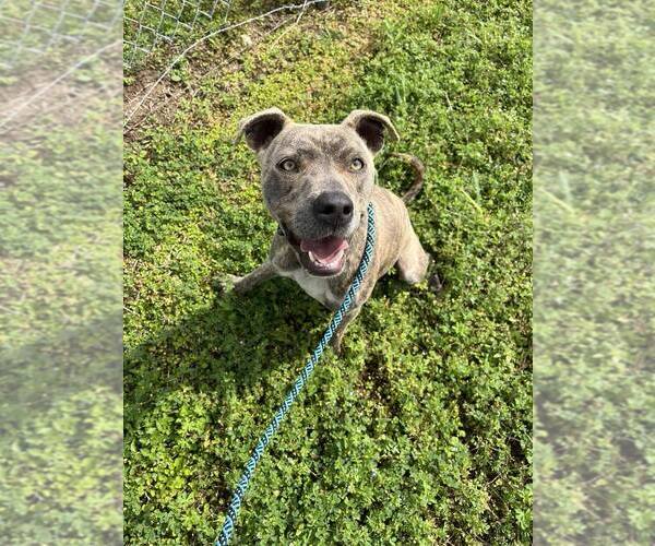 Medium Photo #3 Mutt Puppy For Sale in Abbeville, LA, USA