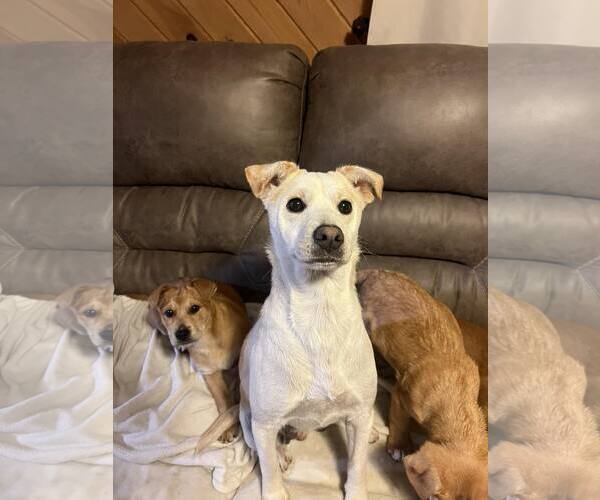 Medium Photo #6 Feist Terrier-Unknown Mix Puppy For Sale in Arlington, VA, USA