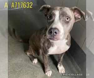 American Staffordshire Terrier-Unknown Mix Dogs for adoption in San Antonio, TX, USA