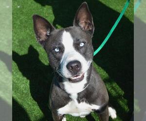 Huskies -Unknown Mix Dogs for adoption in Murfreesboro, TN, USA