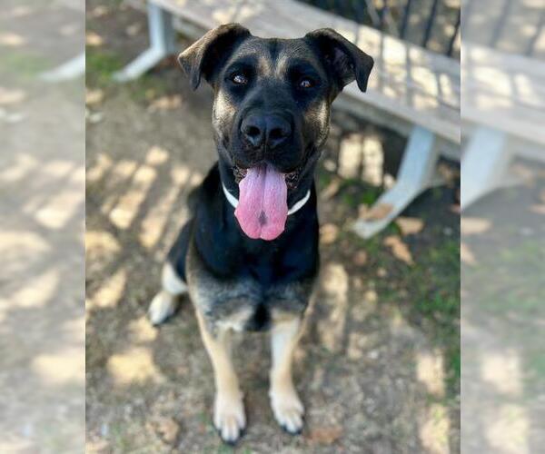 Medium Photo #1 German Shepherd Dog Puppy For Sale in Riverside, CA, USA