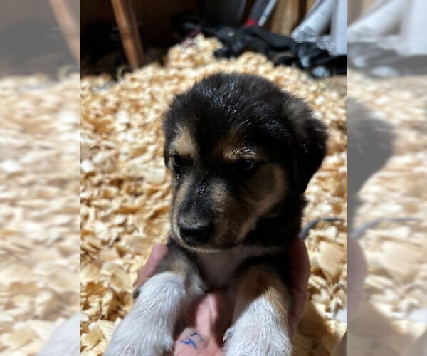 Medium Photo #8 Labrador Retriever-Unknown Mix Puppy For Sale in Oak Bluffs, MA, USA