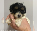 Small #4 Maltipoo