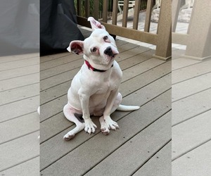 Mutt Dogs for adoption in Shermans Dale, PA, USA
