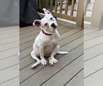Small Mutt