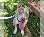Small #1 American Pit Bull Terrier Mix