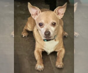 Chihuahua-Unknown Mix Dogs for adoption in Pittsburg, CA, USA