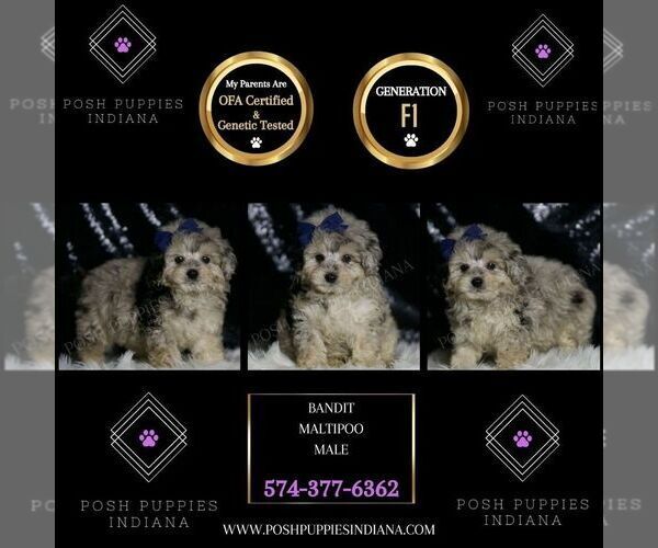 Medium Photo #6 Maltipoo Puppy For Sale in WARSAW, IN, USA