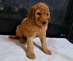 Puppy Female 2 Goldendoodle