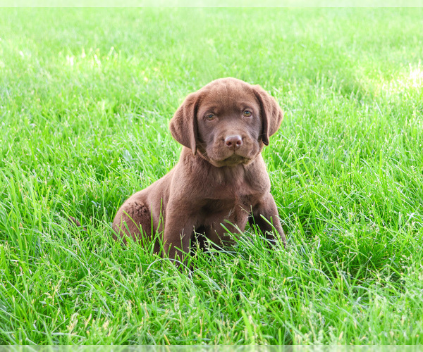 Medium Photo #4 Labrador Retriever Puppy For Sale in SYRACUSE, IN, USA